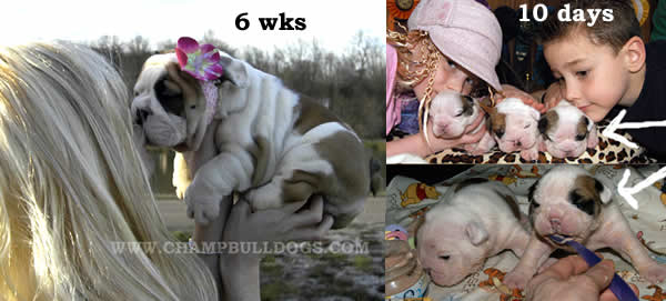 English Bulldog puppies